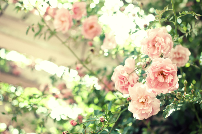庭に咲くピンクのバラ