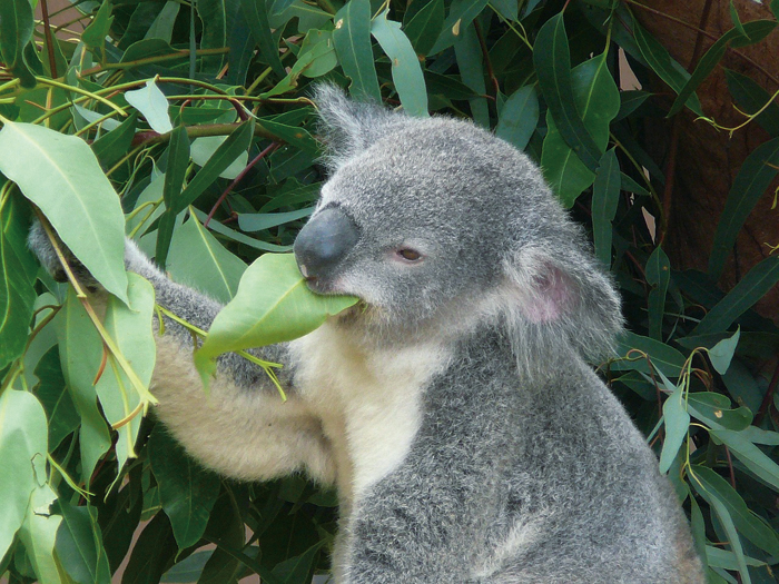 ユーカリの葉を食べるコアラの写真