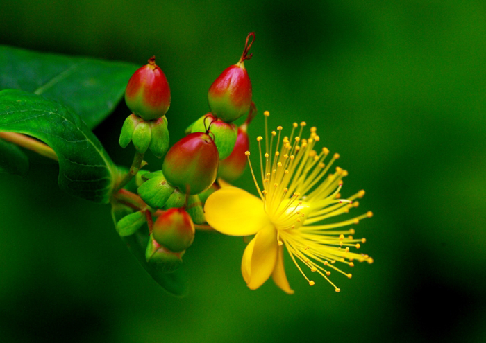 黄色い花と赤い実をつけるヒペリカム