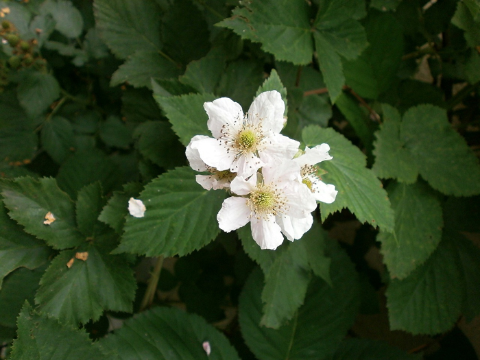 キイチゴ 木苺 花の図鑑 Sugawara