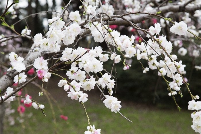 白い花を咲かせる桃の木