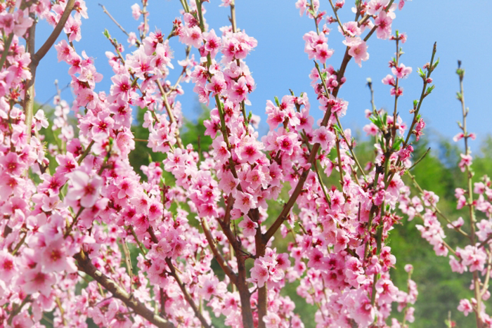 ピンク色の桃の花が咲いている風景