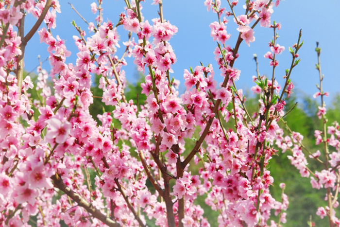 モモ 桃 ハナモモ 花桃 枝 Sugawara