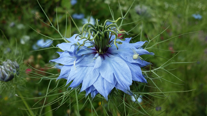 青い花のニゲラ