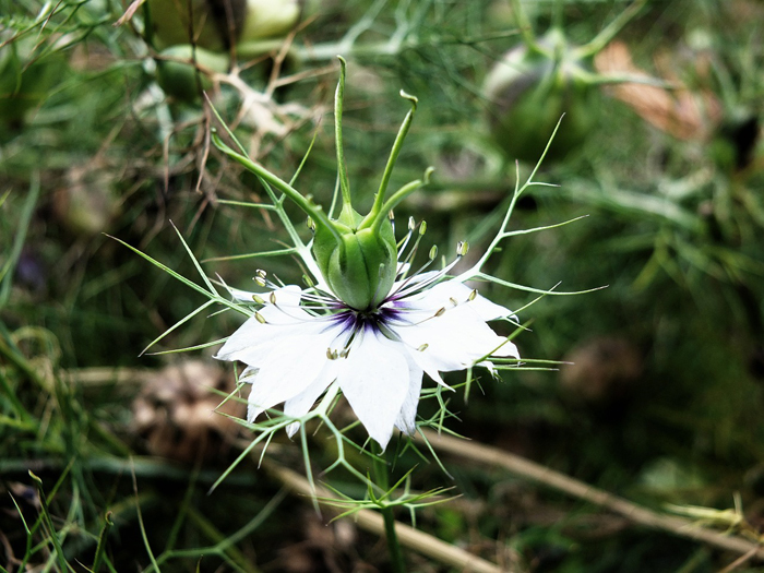 白い花のニゲラ
