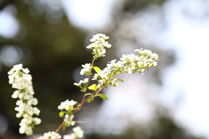 雪柳（ユキヤナギ）の白い花のクローズアップ