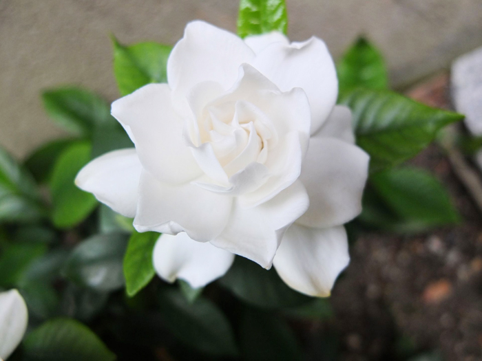 白い花を咲かせるクチナシ（梔子）・ガーデニア