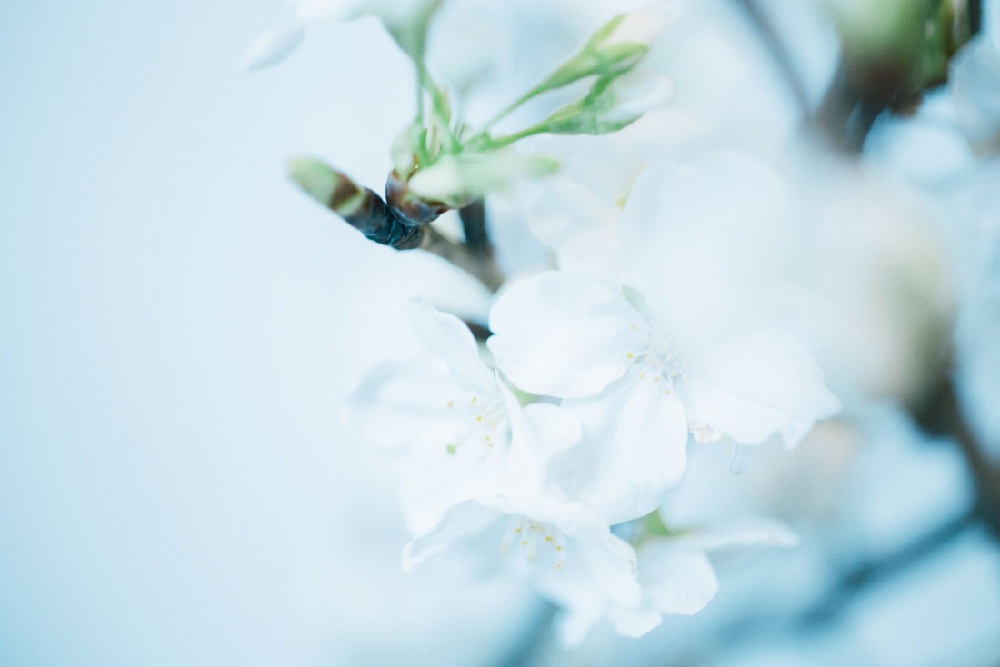 大島桜