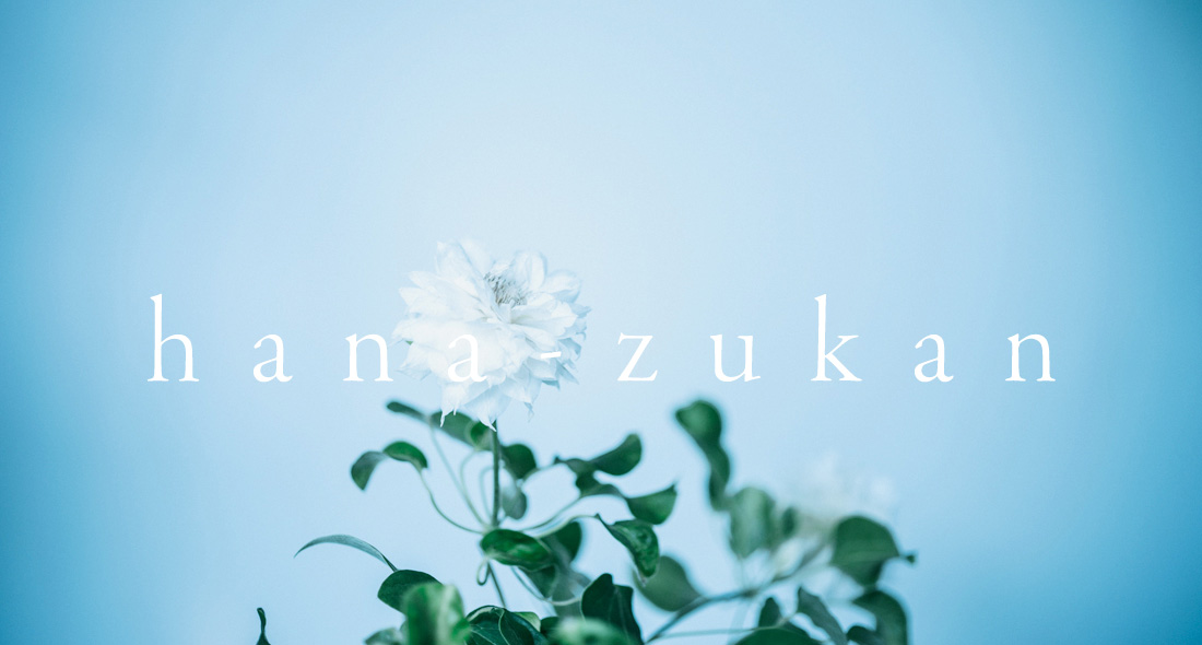 hanazukan -花の図鑑-