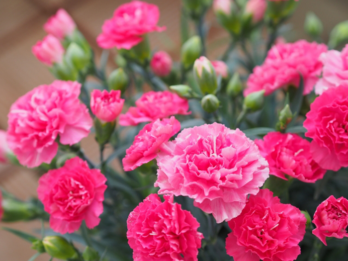 dictionary-carnation-pink
