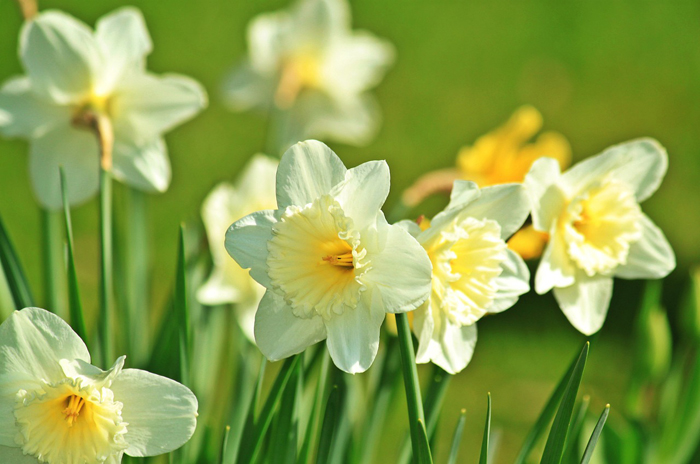 dictionary-daffodil