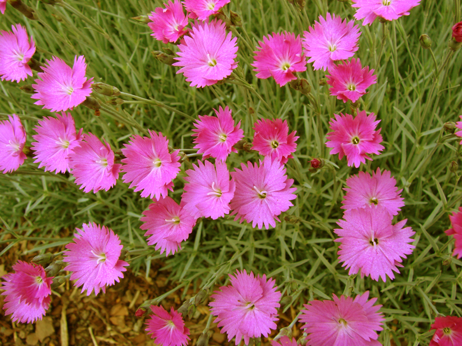 dictionary-dianthus