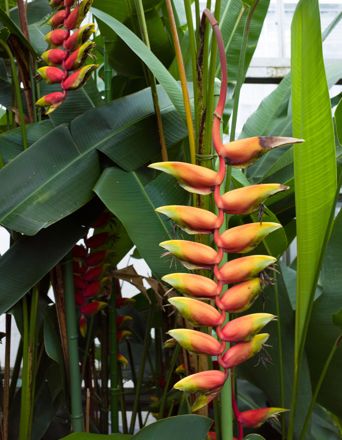 dictionary-heliconia
