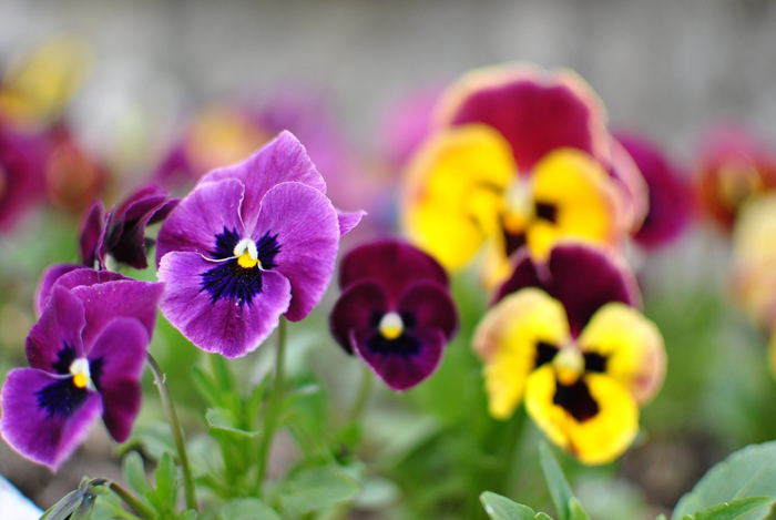 dictionary-pansy