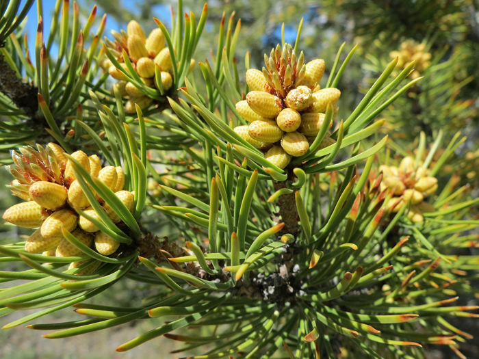 dictionary-pine-flower01