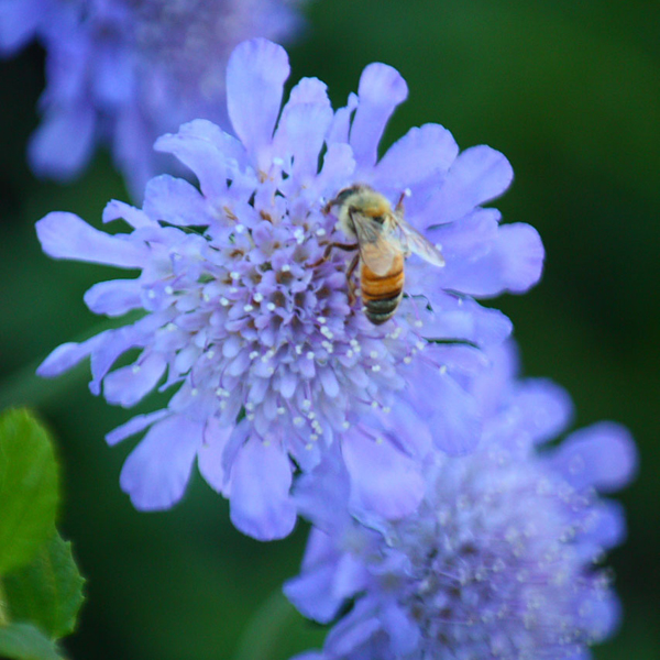 dictionary-scabious