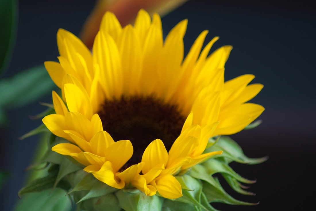 dictionary-sunflower