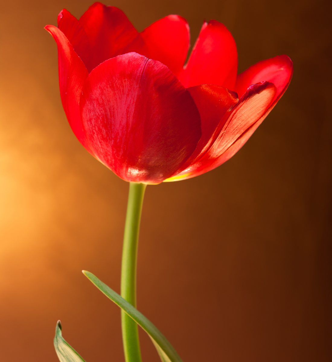 dictionary-tulip