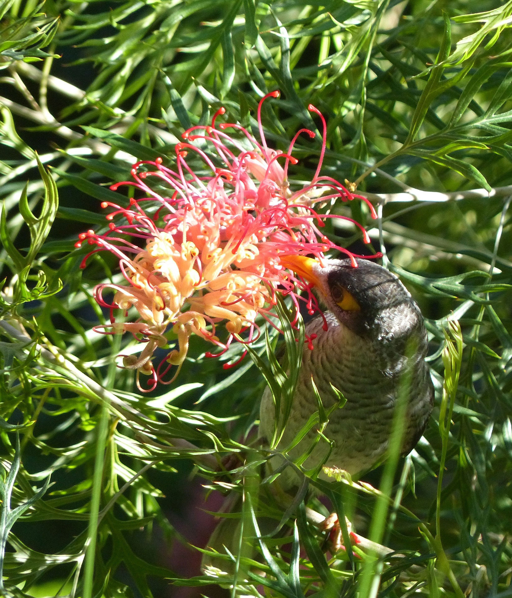 鳥に蜜を吸われるグレビレア