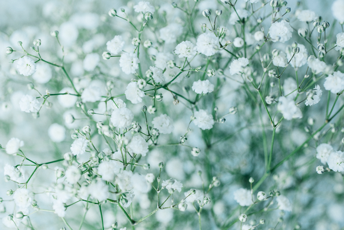 かすみ草 アルタイル | 花の入荷のご案内 | SUGAWARA