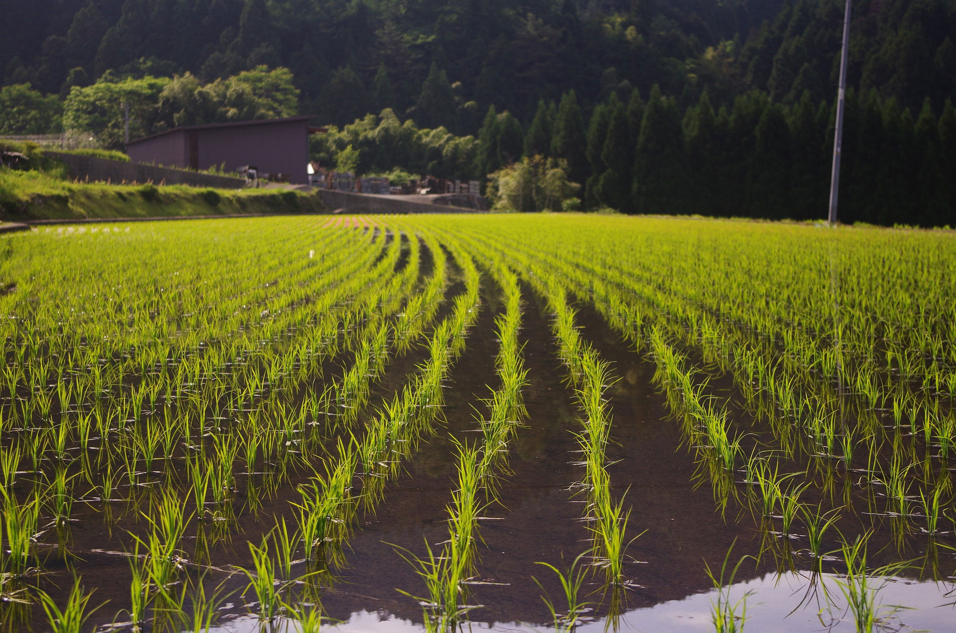 苗として田んぼに植えられた稲